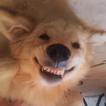 Ramcba
