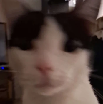 kriveus