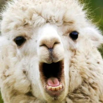 Llamita_1