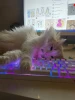 Felousez