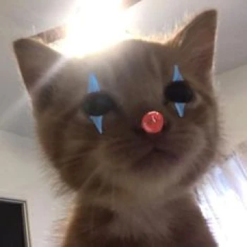bapois
