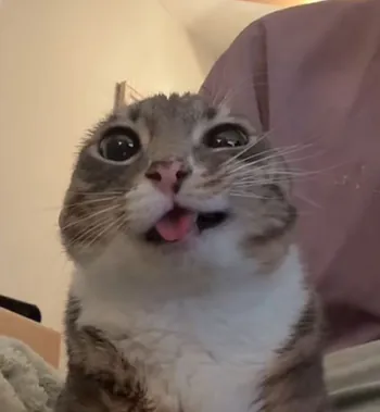 crisrvrv