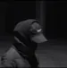 Noixr