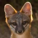 StarfoxProductions