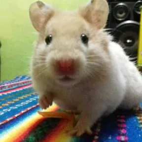zZeroDota