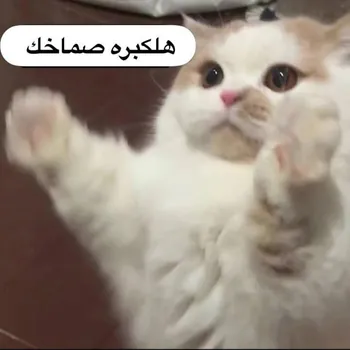 MY_NOOR