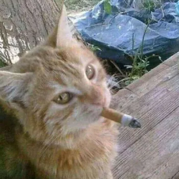 sizl