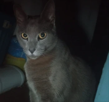 Catfram