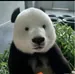 PANDUCHIS
