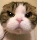 Cemoshki Profile Picture