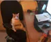 DZ7zzy
