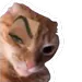 toxicoli69