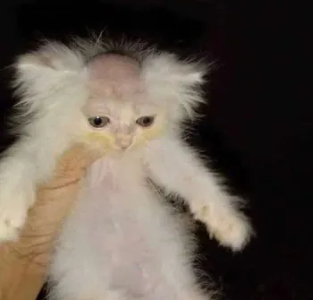 W0LDEX