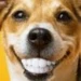 happy_smilelife