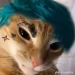 Gonluk3