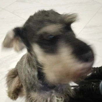 Baretto_420