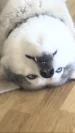 shottyshane