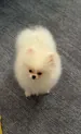 BISOY