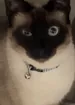 rhylow