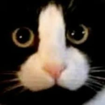 Kick Profile Pic