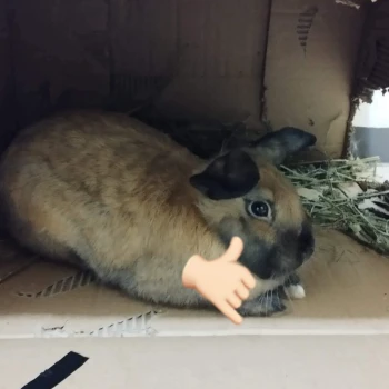Conejo_Salvaje