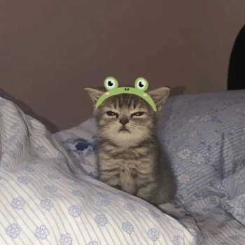 misiiy