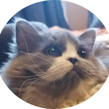 Kick profile picture for @kittipop