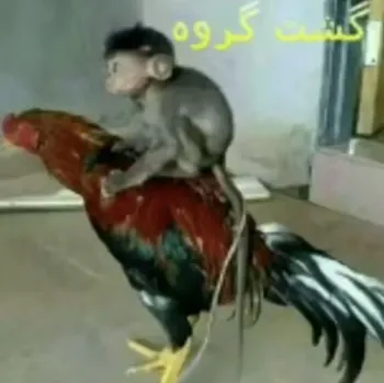 99tnoo