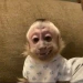 ELzeynt