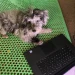 plowgonewild