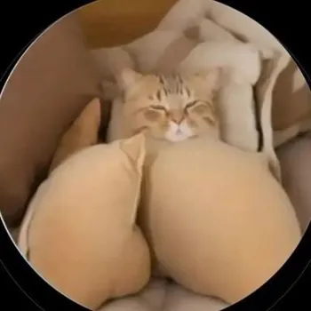 Faanko