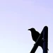 NoirThemis