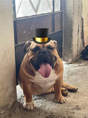 krato2018