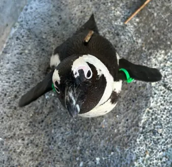 Luketalol