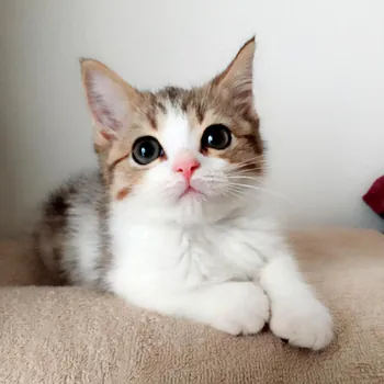 CATMAON