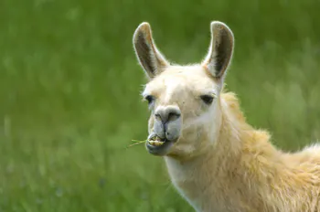 llama_sensei