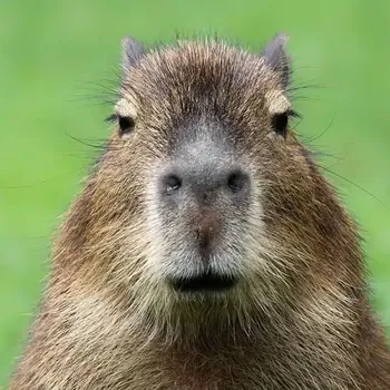 Twdante