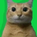 SG_gamerr