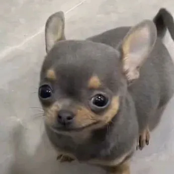 elchairox