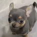 elchairox