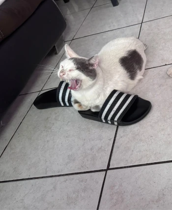 PilarGA