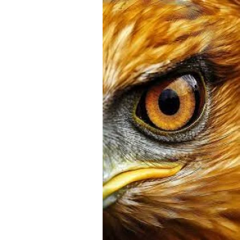OGxEagleEye