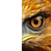OGxEagleEye