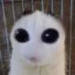 Montana_vas_a_caer