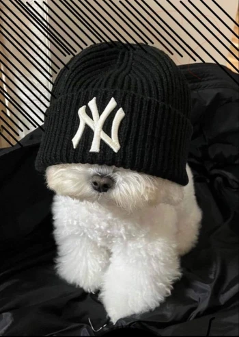 Oso_AQ