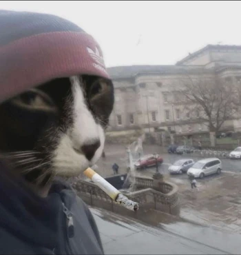 0_GATO_0