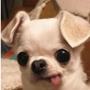 Gooflam