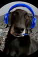 nonugoat