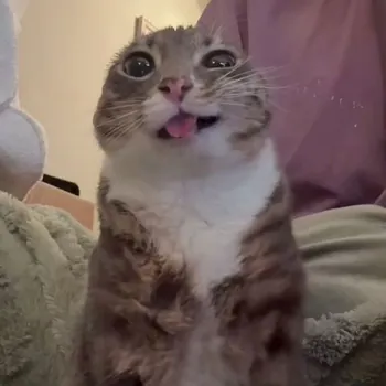 ThePipsqueaker