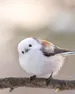 terosmert